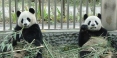 Les 2 pandas