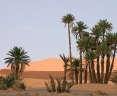 Oasis marocain