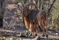 mouflon