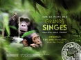 grands singes