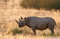Rhinocros noir