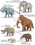 L'évolution des espèces