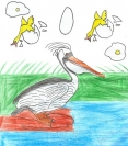 Le plican